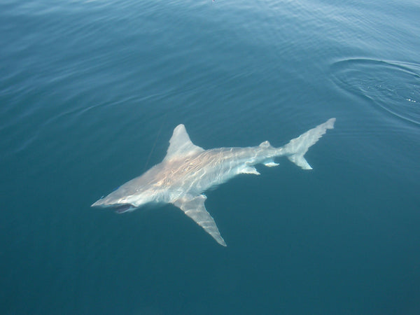 Small Shark