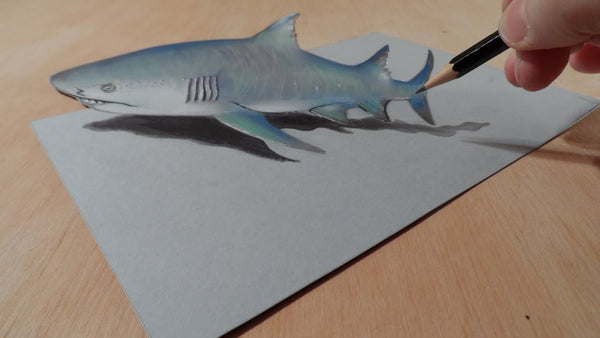 Small Shark